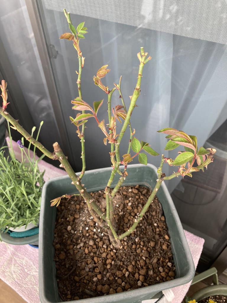 開花に向けて下準備