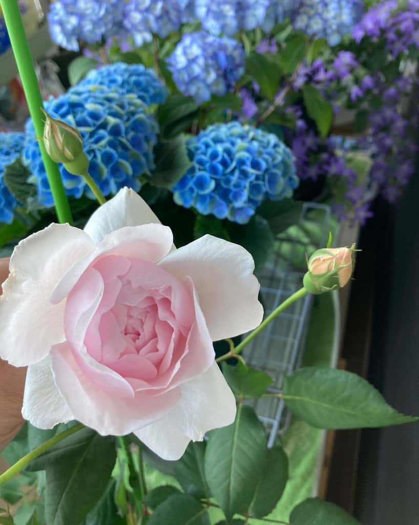 開花！（5月のこと）